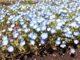 お花見散歩+デイ通信♪